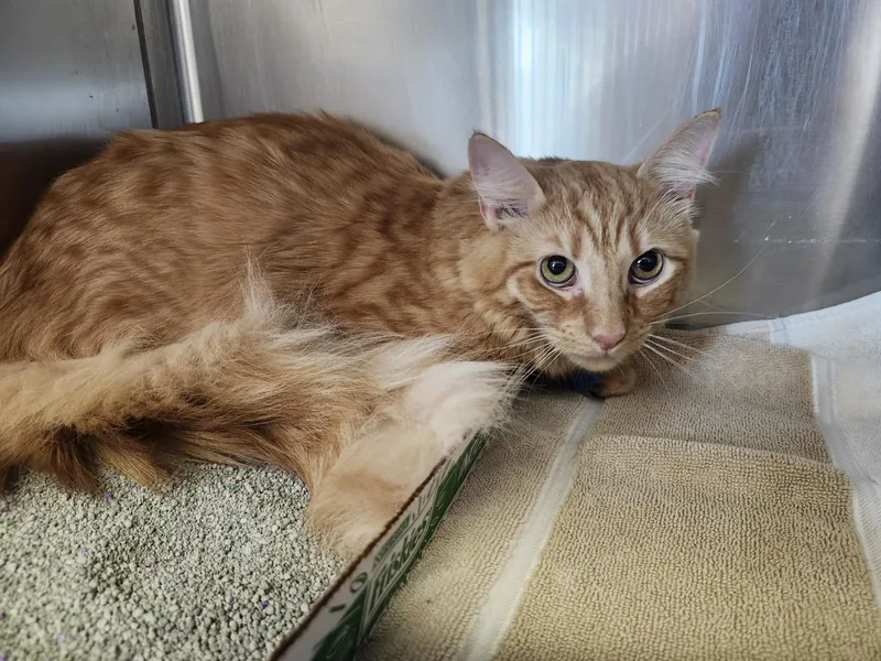 A young medium-sized male Tabby (Orange / Red) Domestic Long Hair cat named Mr. Butters for adoption in East Brunswick, NJ