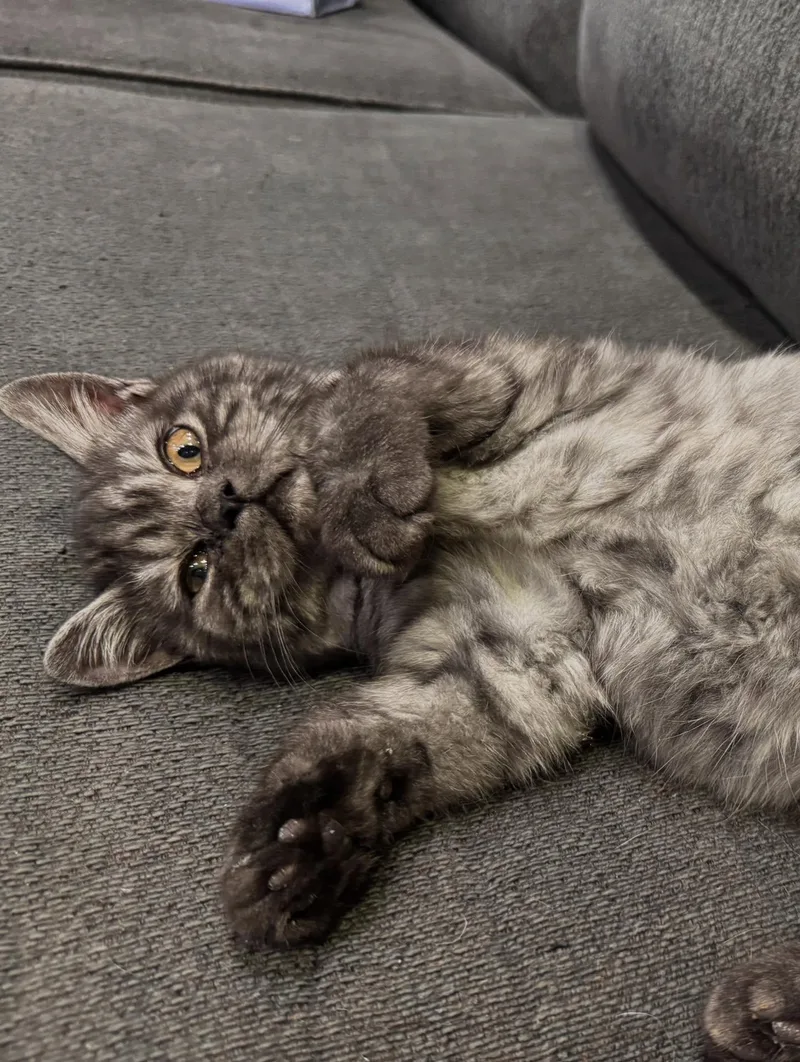 Dewey & Louie thumbnail 2