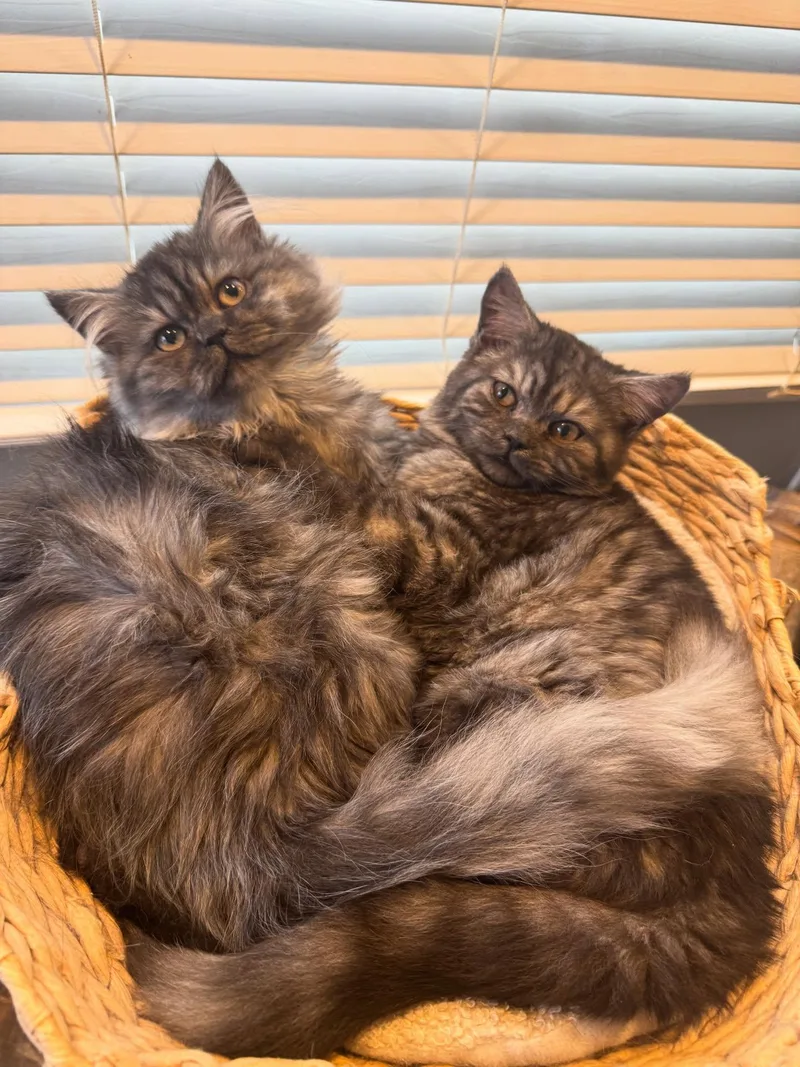 Dewey & Louie thumbnail 3