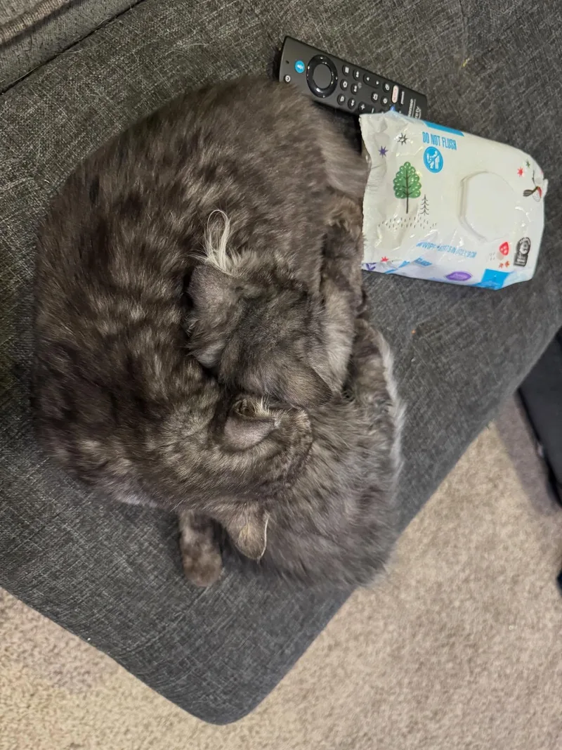 Dewey & Louie thumbnail 4