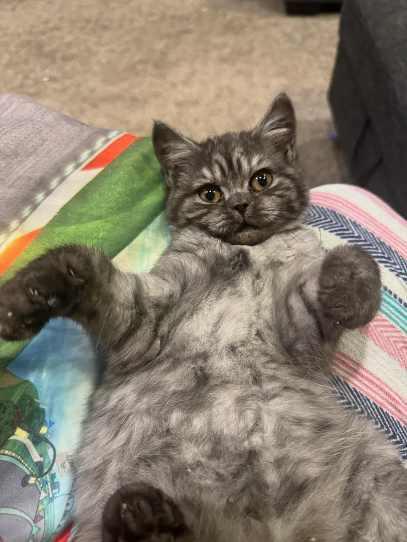 Dewey & Louie thumbnail 5