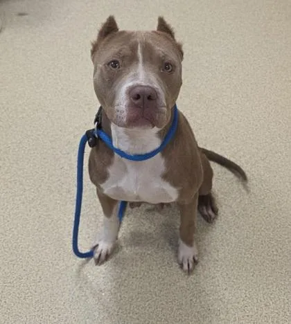 An adult large-sized female Pit Bull Terrier dog named Avril for adoption in Mount Holly, NJ
