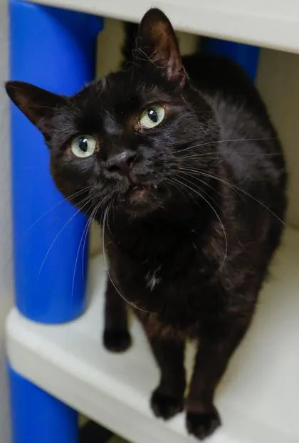 An adult large-sized male Domestic Short Hair cat named Darryl for adoption in Baraboo, WI