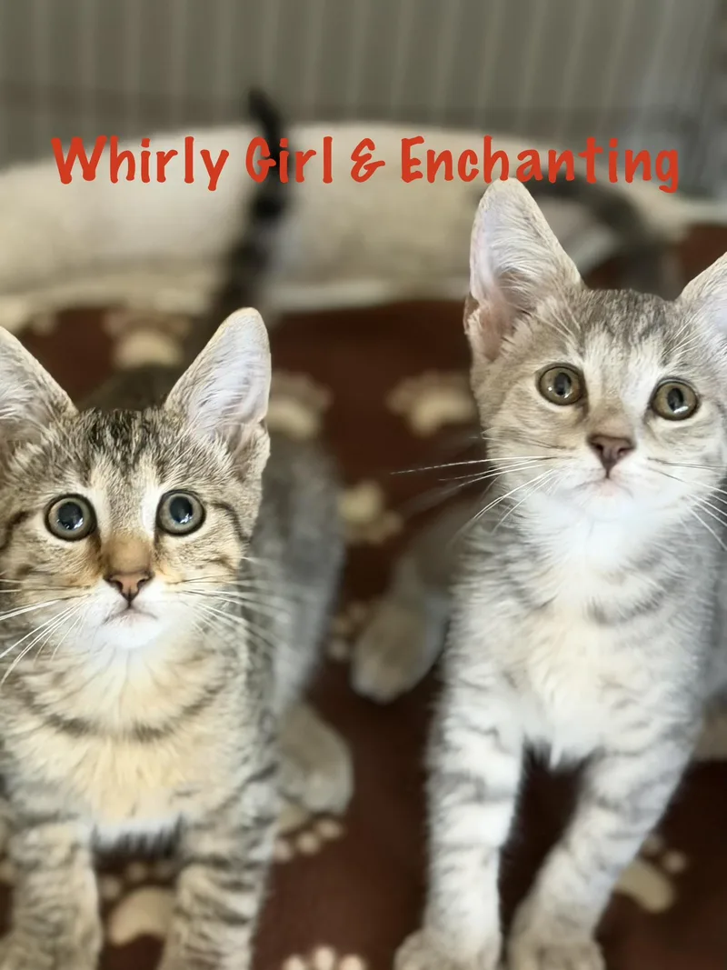 Whirlu Girl thumbnail 5