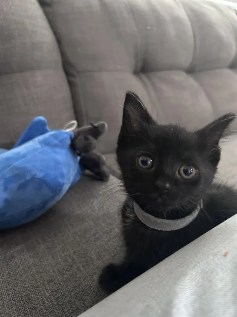 A baby small-sized female Domestic Short Hair cat named Shaka for adoption in Charlotte, NC