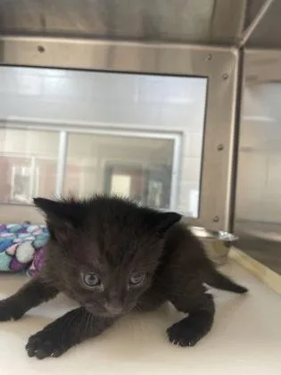 A baby small-sized male Domestic Short Hair cat named Prince Of Pumpernickle for adoption in Westland, MI