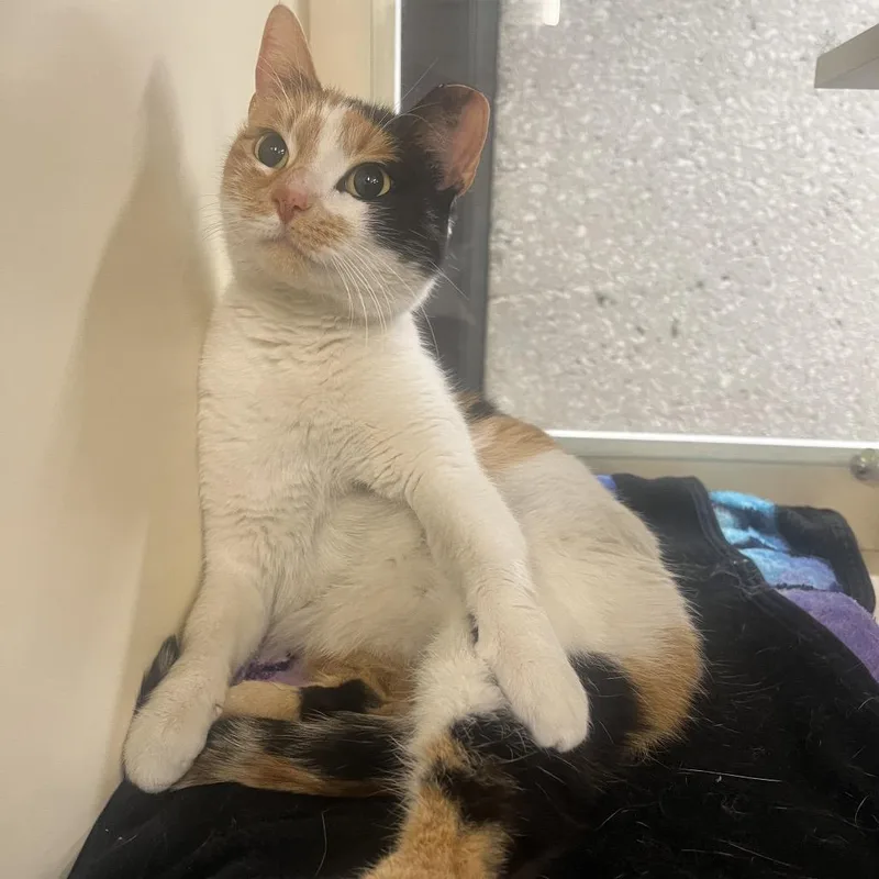 An adult medium-sized female Calico Domestic Short Hair cat named Koi for adoption in Hinsdale, IL