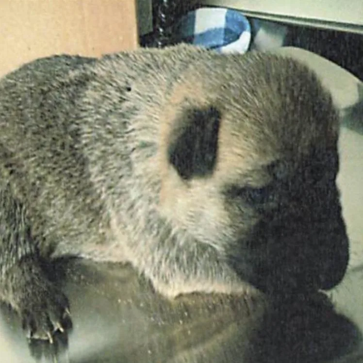 Hollywood thumbnail 2