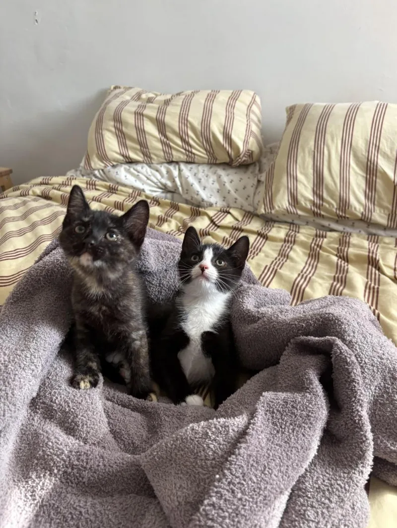A baby medium-sized female Black & White / Tuxedo Domestic Short Hair cat named Luca & Chiara for adoption in Philadelphia, PA