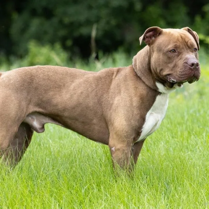 An adult large-sized male Brown / Chocolate Pit Bull Terrier dog named Hercules for adoption in Mount Laurel, NJ