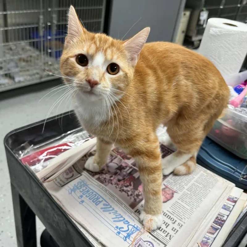 A young small-sized female Orange / Red Domestic Short Hair cat named Sassafras for adoption in Marion, VA