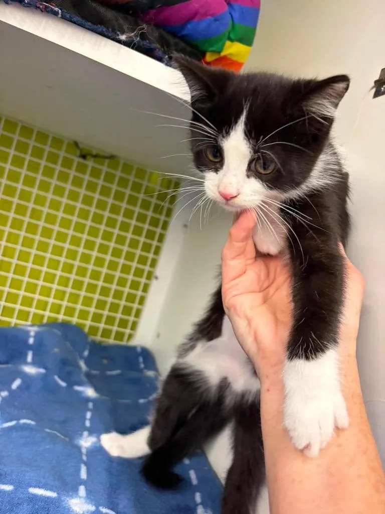 A baby small-sized male Domestic Short Hair cat named Spruce Willow for adoption in Gorham, ME