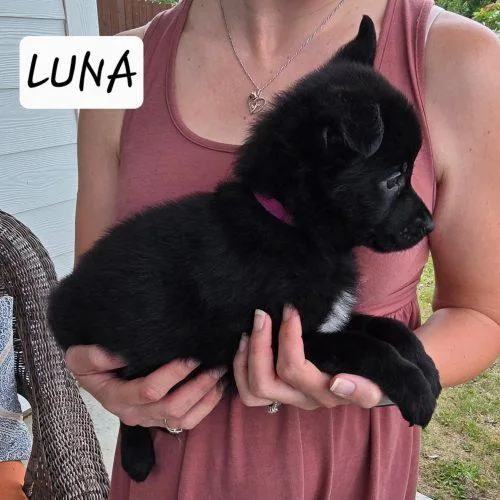 A baby medium-sized female Black Labrador Retriever dog named Luna for adoption in Sanford, NC