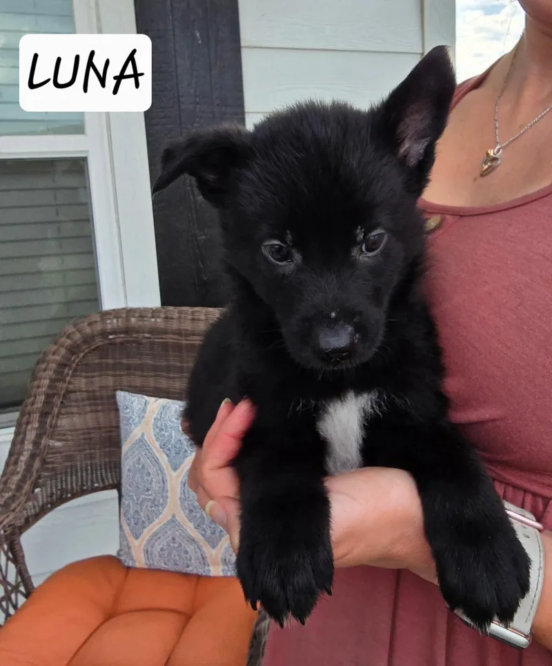 Luna thumbnail 2