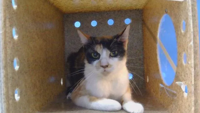 A young medium-sized female Domestic Short Hair cat named Kisses for adoption in Gardena, CA