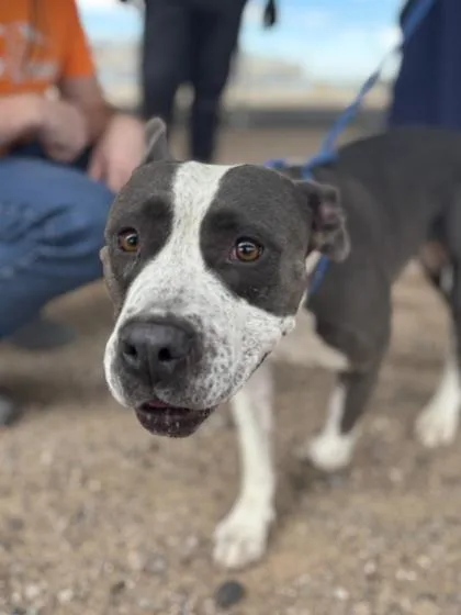 An adult large-sized female Pit Bull Terrier dog named Wow Wow for adoption in El Paso, TX