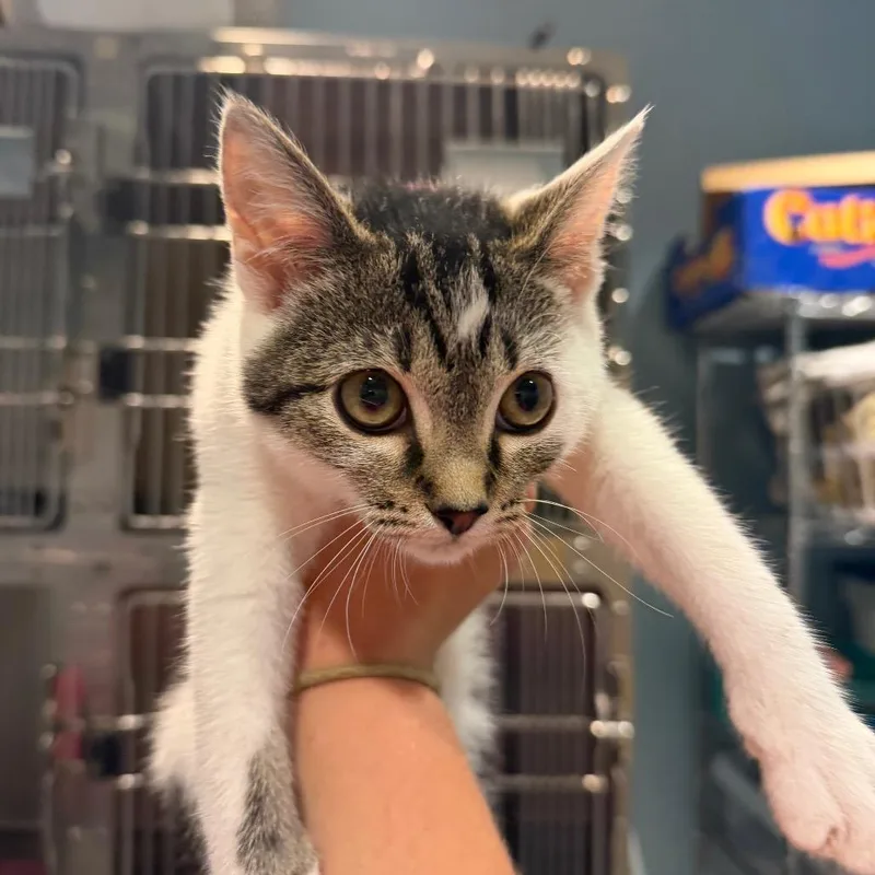 A baby small-sized female White Domestic Short Hair cat named Maisie for adoption in Chattanooga, TN