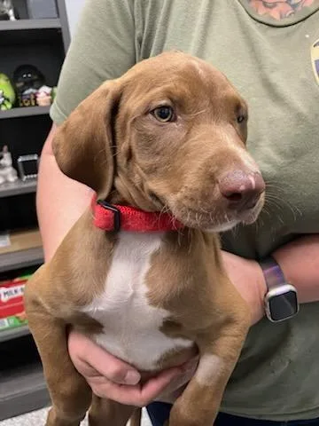 A baby medium-sized male Mixed Breed dog named Peterbald for adoption in Mustang, OK