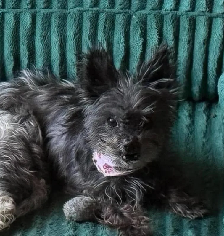 An adult small-sized male Terrier dog named Rayven in TX for adoption in Cranston, RI