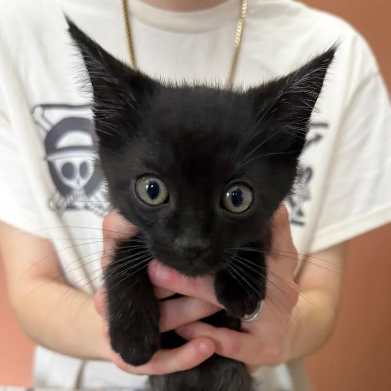 A baby small-sized female Black Domestic Short Hair cat named Molly for adoption in Detroit Lakes, MN