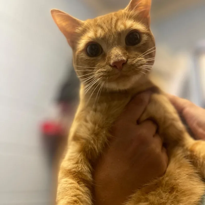 A young medium-sized male Orange / Red Domestic Short Hair cat named Lox for adoption in Valley, AL