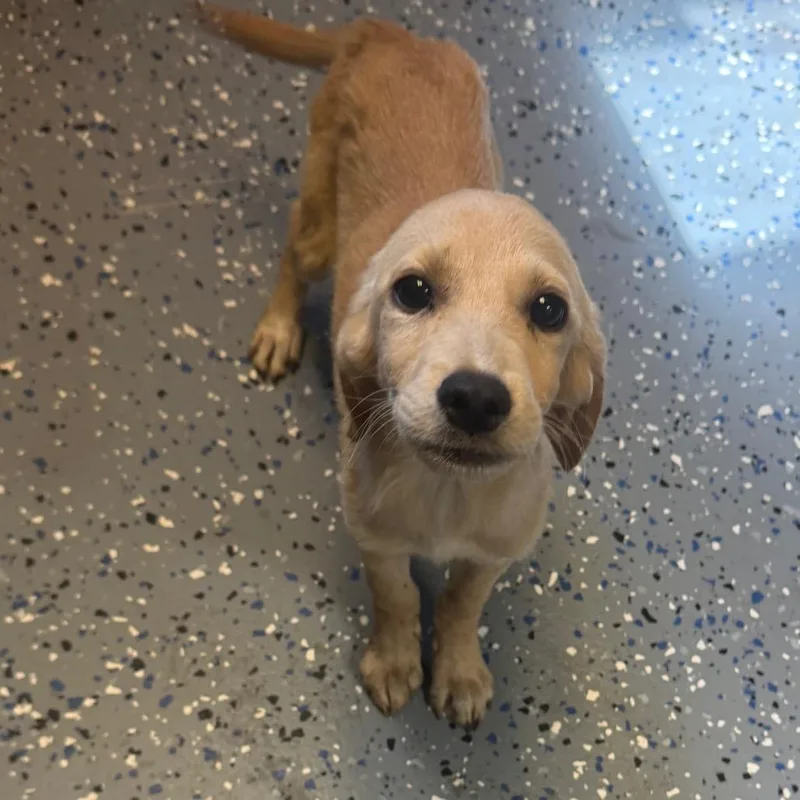 A baby small-sized female Labrador Retriever dog named Ava for adoption in Tuscaloosa, AL