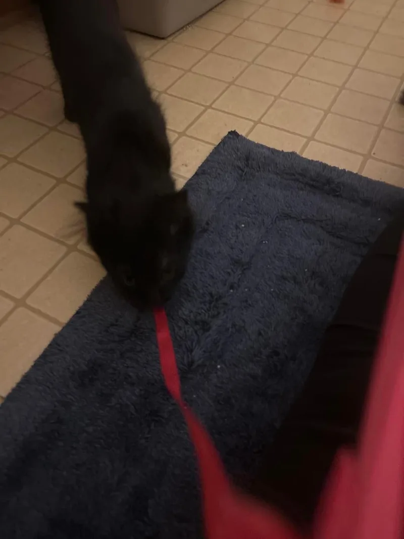 A baby small-sized male Black Domestic Short Hair cat named Little Black & Little for adoption in Orange, CA