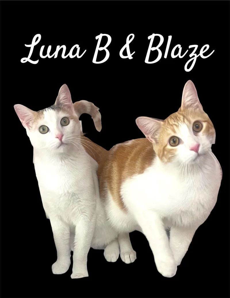 A young medium-sized male Tabby (Orange / Red) Domestic Short Hair cat named Blaze for adoption in Auburn, CA