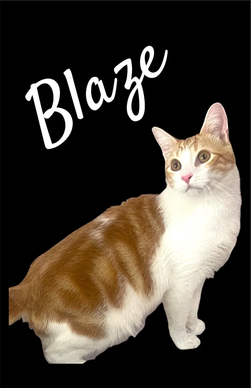 Blaze thumbnail 2