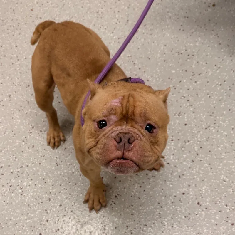 A young medium-sized female Yellow / Tan / Blond / Fawn English Bulldog dog named Helga for adoption in Indianapolis, IN