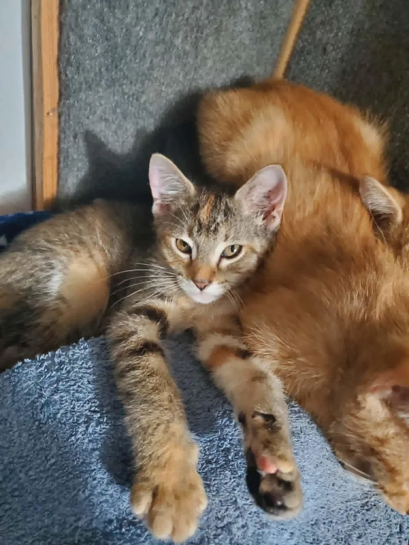 A baby medium-sized female Tabby (Gray / Blue / Silver) Domestic Short Hair cat named Starfish for adoption in Manhattan, KS
