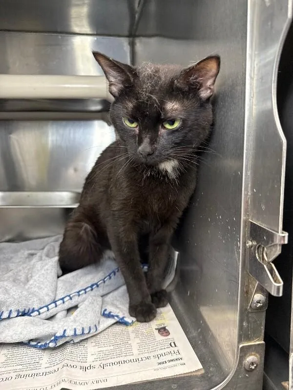 An adult medium-sized male Domestic Short Hair cat named Yappers for adoption in Roanoke, VA