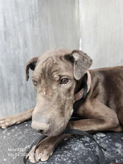 A young medium-sized female American Staffordshire Terrier dog named Paquita for adoption in San Antonio, TX