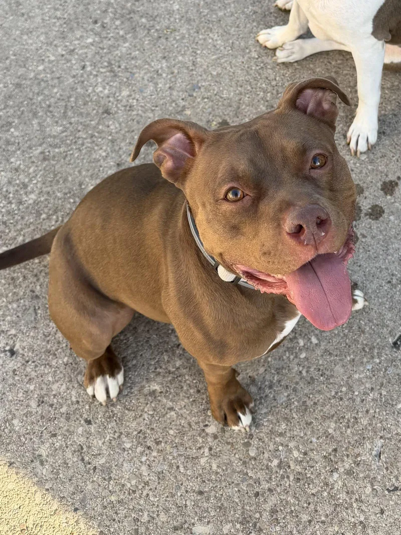 A young medium-sized female Pit Bull Terrier dog named Ruby for adoption in Lockport, NY