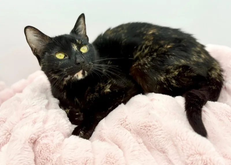 A baby medium-sized female Tortoiseshell cat named Chansey for adoption in Covington, LA