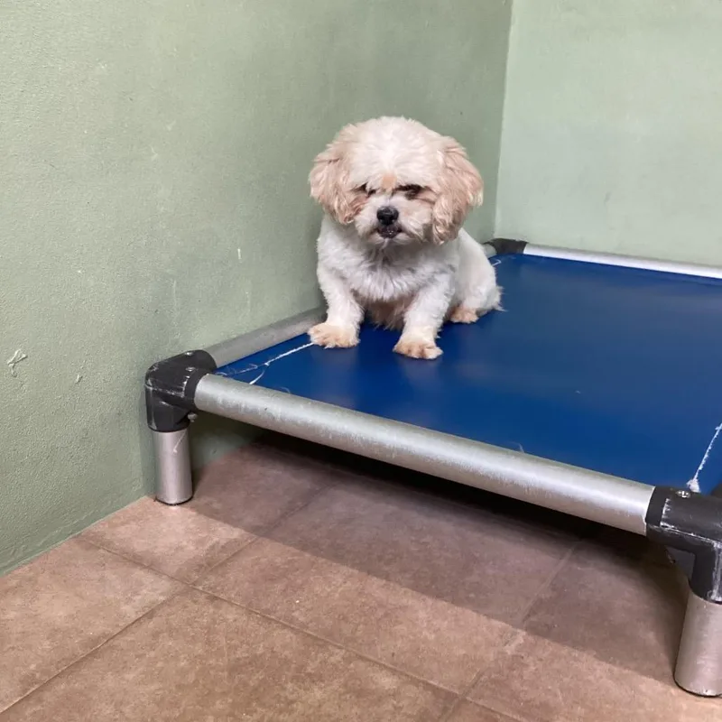 A young small-sized female White / Cream Mixed Breed dog named Dovie for adoption in LOXAHATCHEE, FL