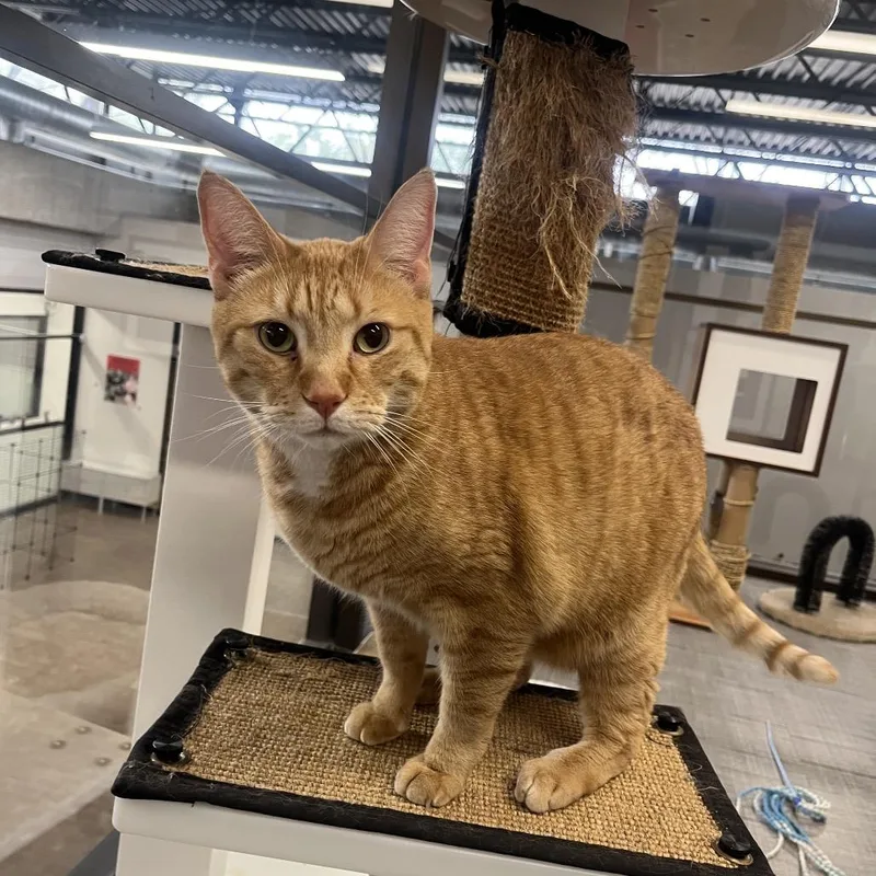 An adult large-sized male Orange / Red Domestic Short Hair cat named Pacman for adoption in Hinsdale, IL