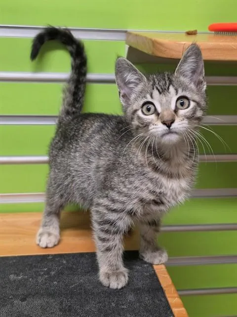 A baby small-sized female Domestic Short Hair cat named Jasmine for adoption in Saint Peters, MO