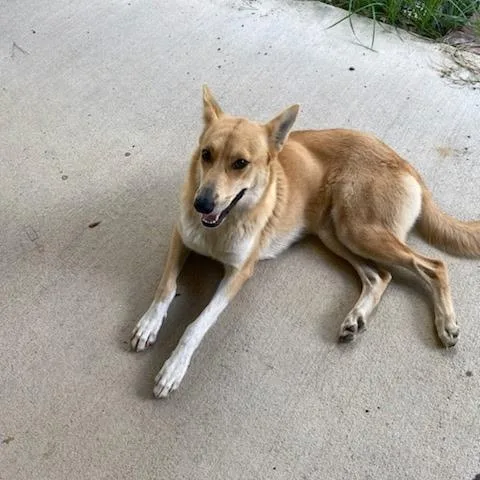A young medium-sized female Shepherd dog named Lady Bug for adoption in Houston, TX