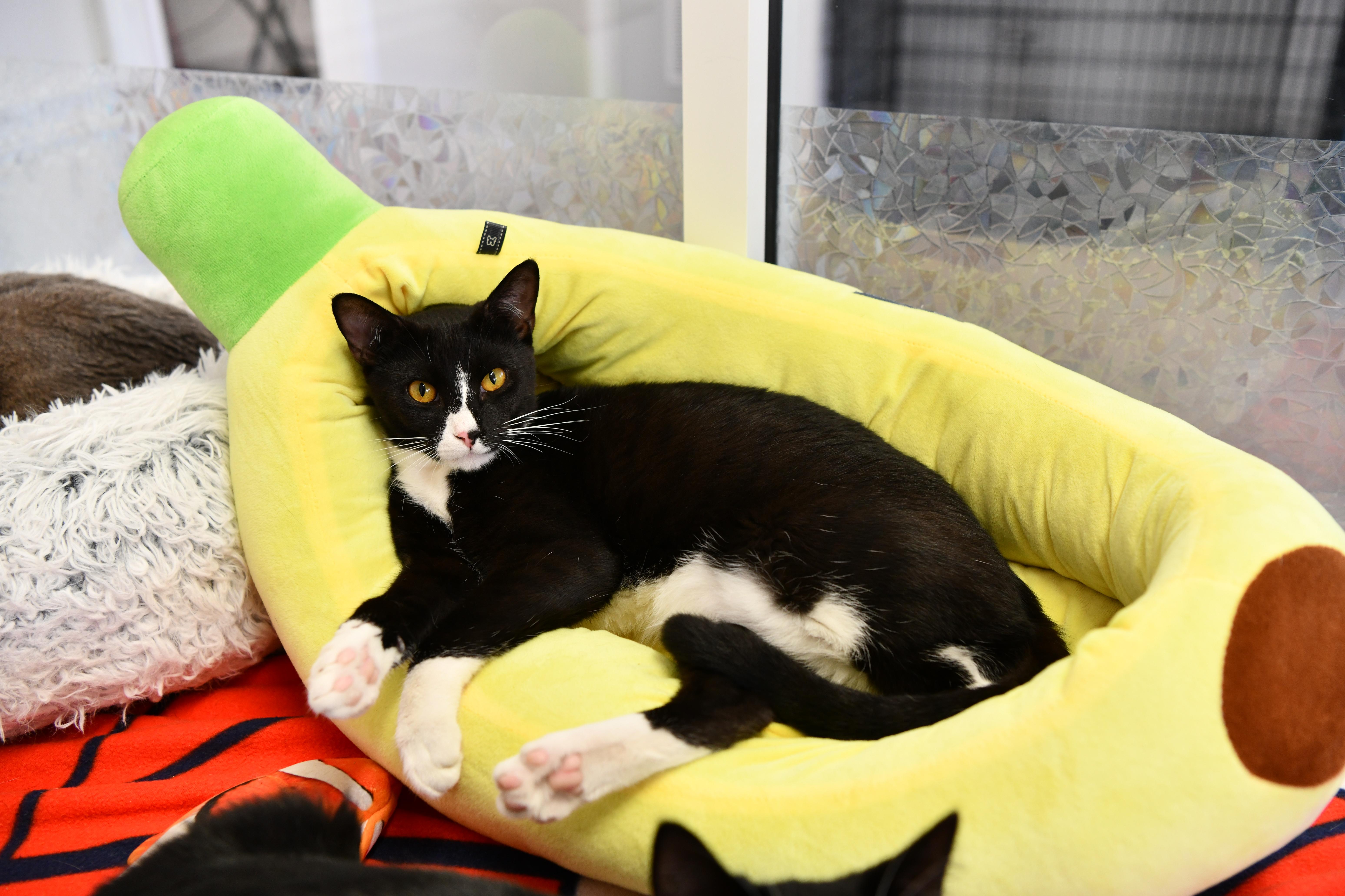 A young medium-sized male Black & White / Tuxedo Domestic Short Hair cat named Eureka for adoption in Fairhope, AL