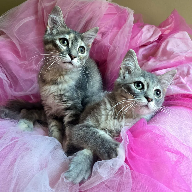A baby medium-sized female Dilute Tortoiseshell Domestic Medium Hair cat named Olivine for adoption in Charlotte, NC