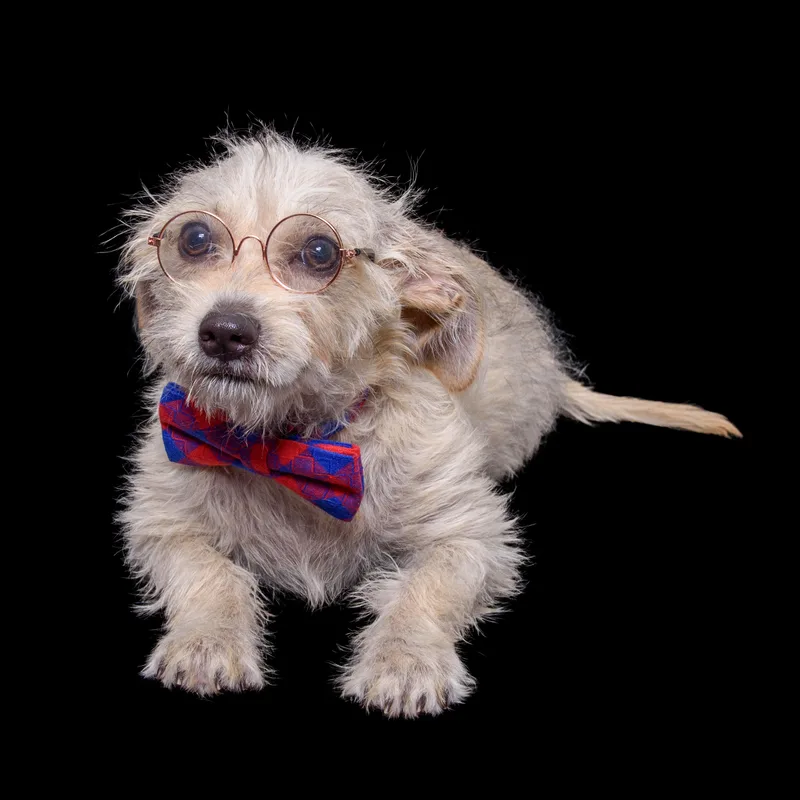 A young small-sized male Apricot / Beige Chihuahua dog named Paul for adoption in Aurora, CO