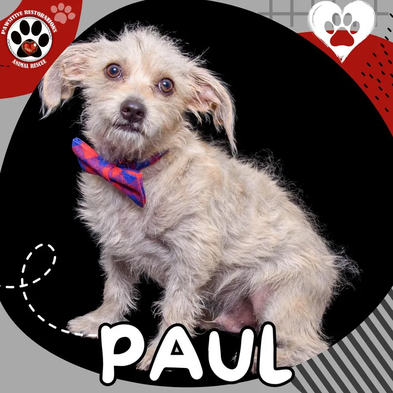 Paul thumbnail 4