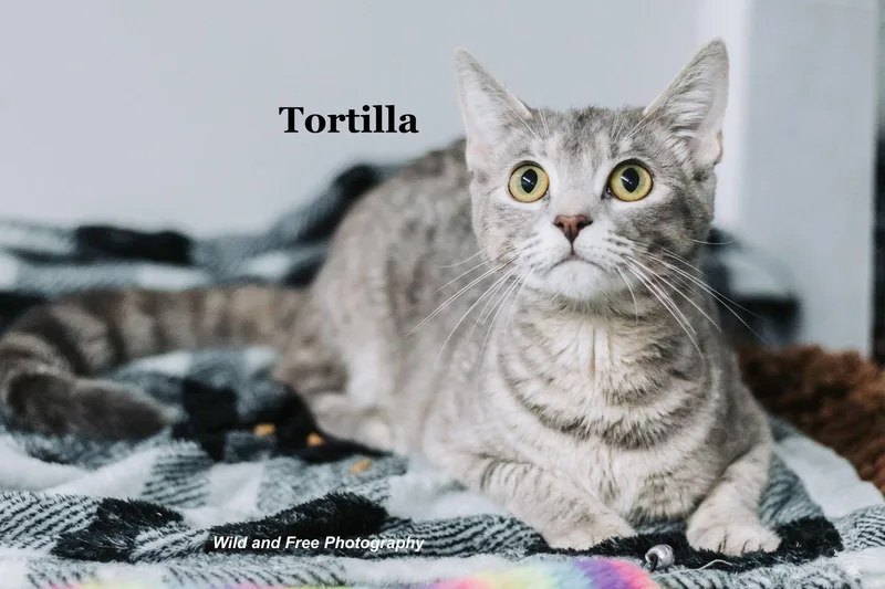 An adult small-sized female Domestic Short Hair cat named Tortilla for adoption in Morehead, KY