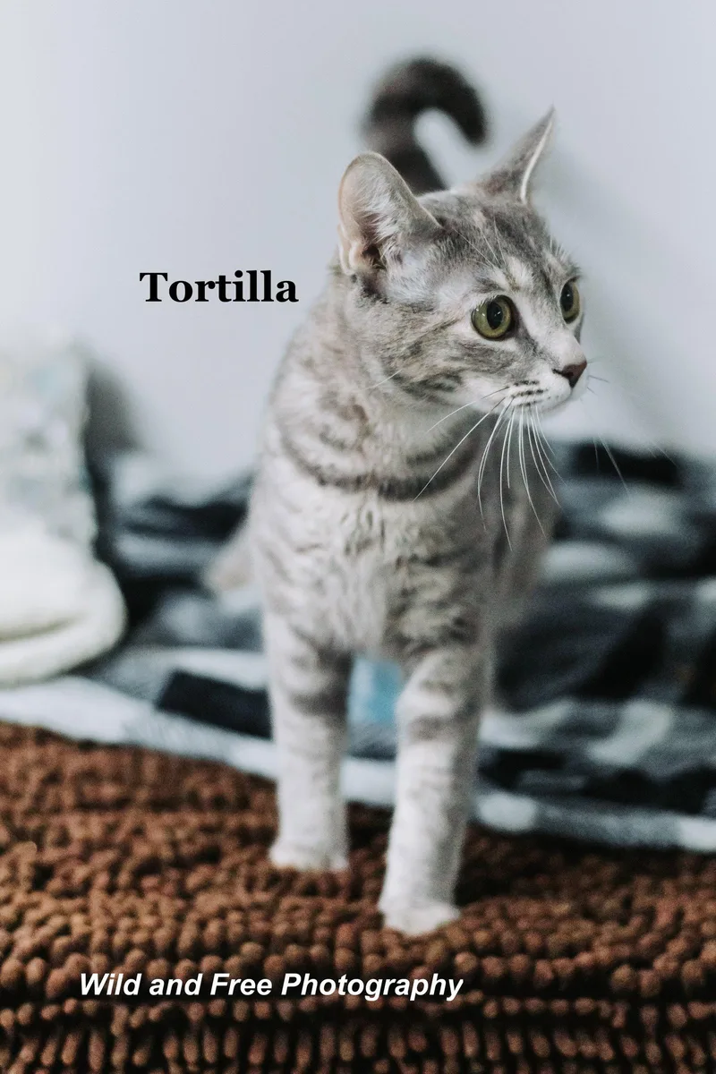 Tortilla thumbnail 2