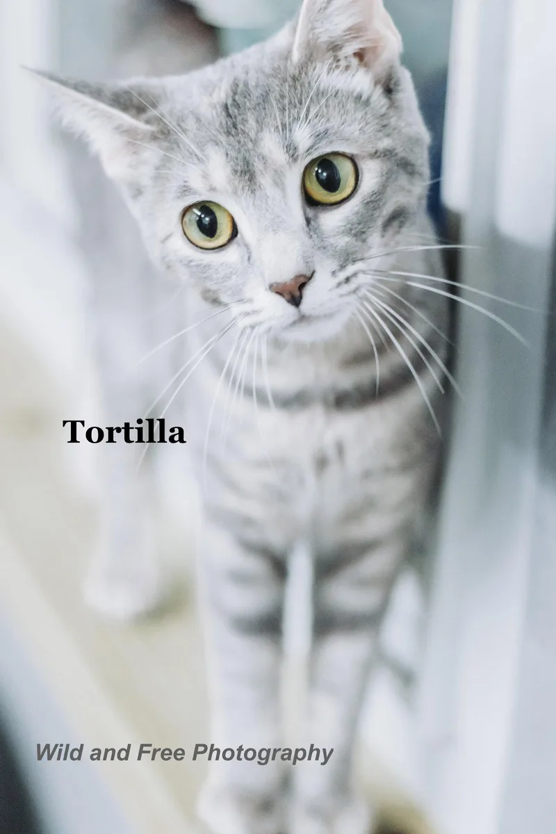 Tortilla thumbnail 3