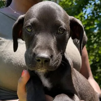 A baby medium-sized male Black Labrador Retriever dog named Coal Sweets for adoption in Andover, MA