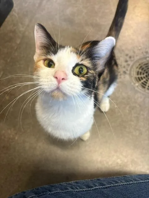 A young medium-sized female Domestic Short Hair cat named Aurora for adoption in Ladysmith, WI