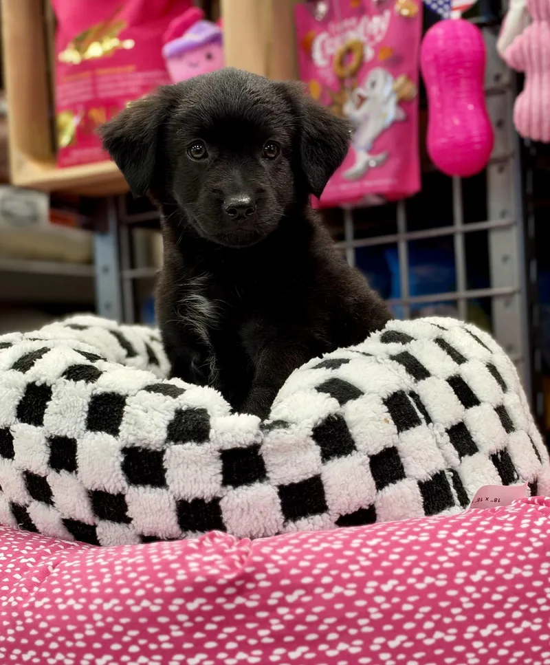 A baby medium-sized male Black Mixed Breed dog named Fizz for adoption in Mt Pleasant, SC