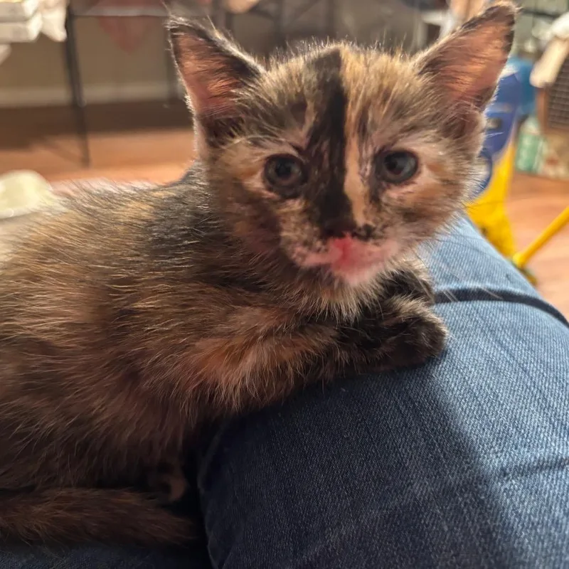 A baby small-sized female Black Domestic Short Hair cat named Valerie GoldenVicaryA for adoption in Columbia, MO